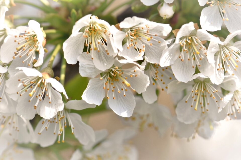 Cherry tree plant white