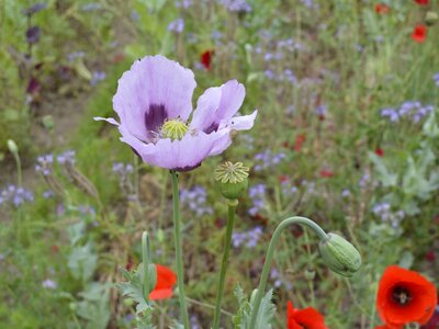 Poppy flower close up garden photo