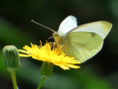 Flower dandelion blanqueta cabbage pieris rapae photo