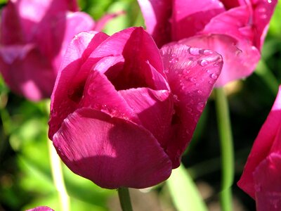 Flower tulip raindrop photo