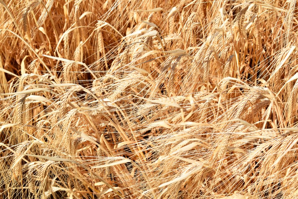 Laid agriculture mature