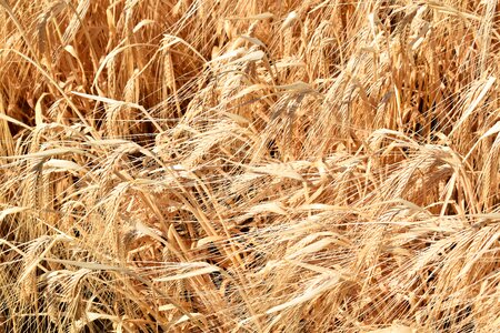 Laid agriculture mature