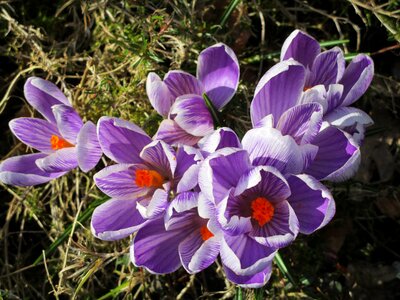 Zwiebelpflanze spring flower violet photo