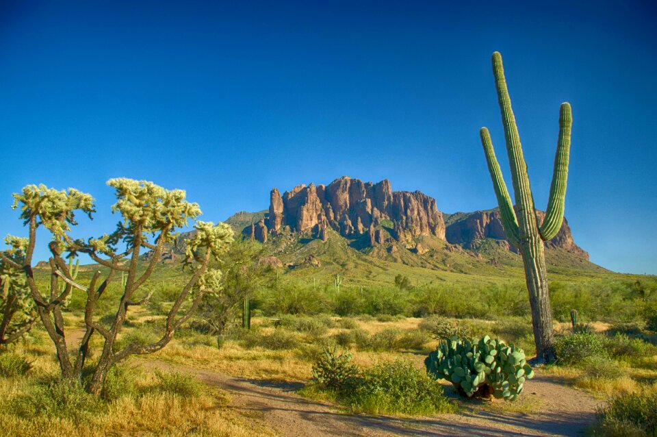 Landscape cacti succulent