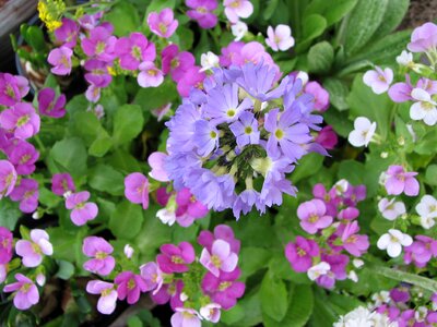 Spring flower easter