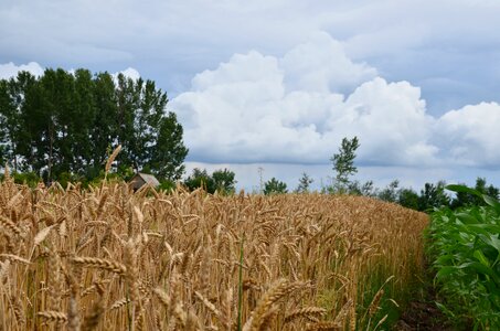 Nature corn rural photo