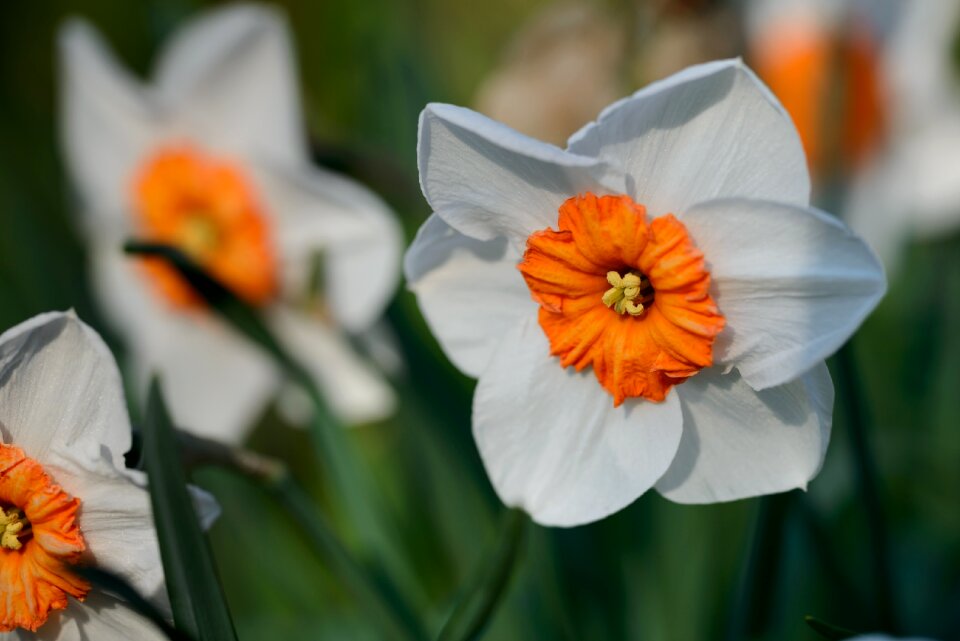 Spring flower flowers