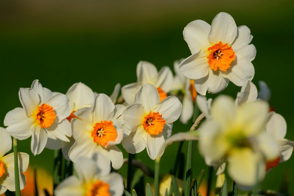 Spring flower flowers