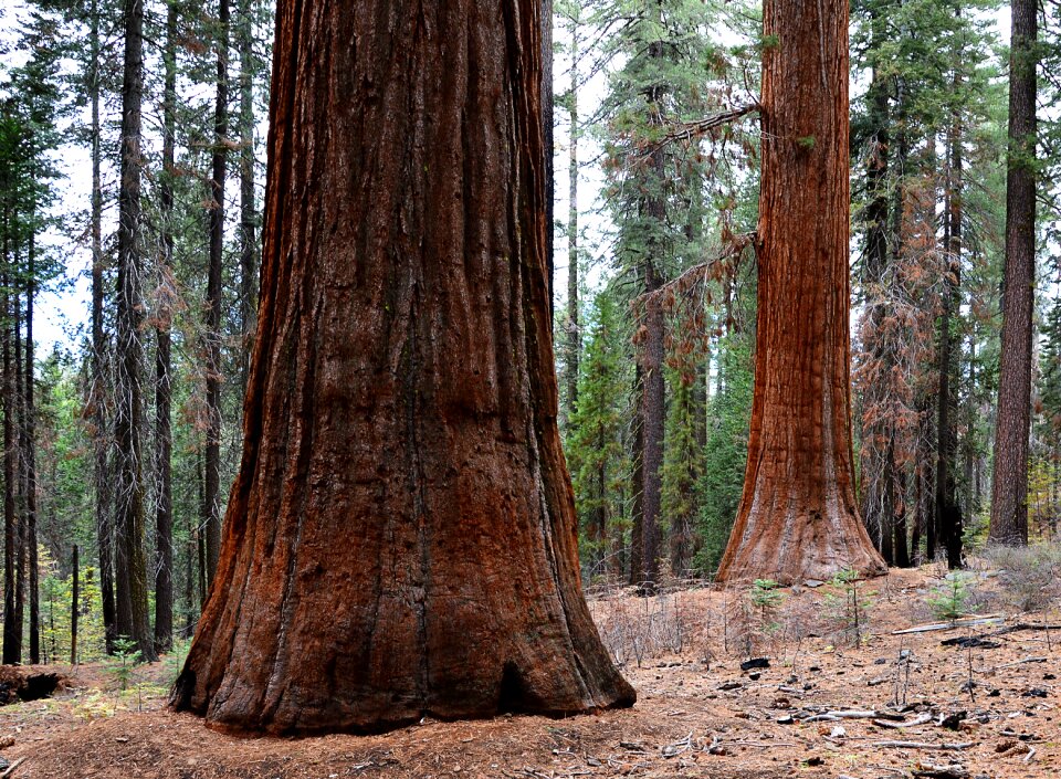 Usa yosemite park places of interest