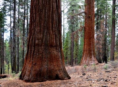 Usa yosemite park places of interest photo