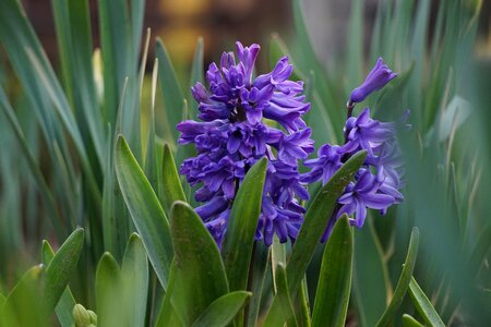 Nature fragrance