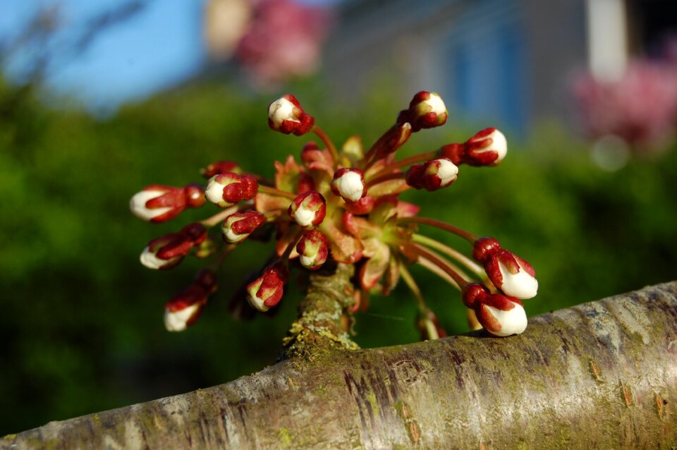 Tree nature flowers