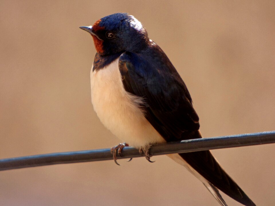 Hirundo rustica cable spring