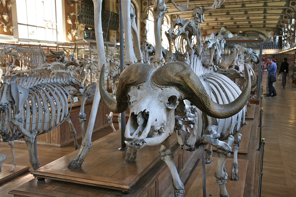 Skull biology white