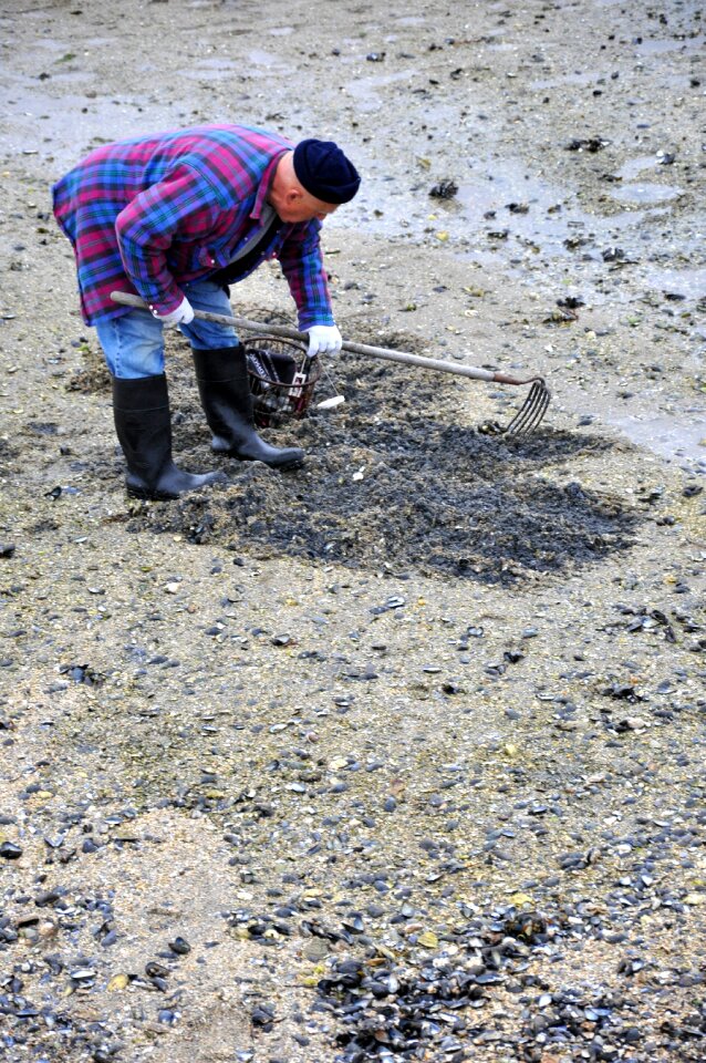 Shellfish digging ocean