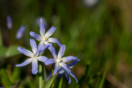 Blue white spring