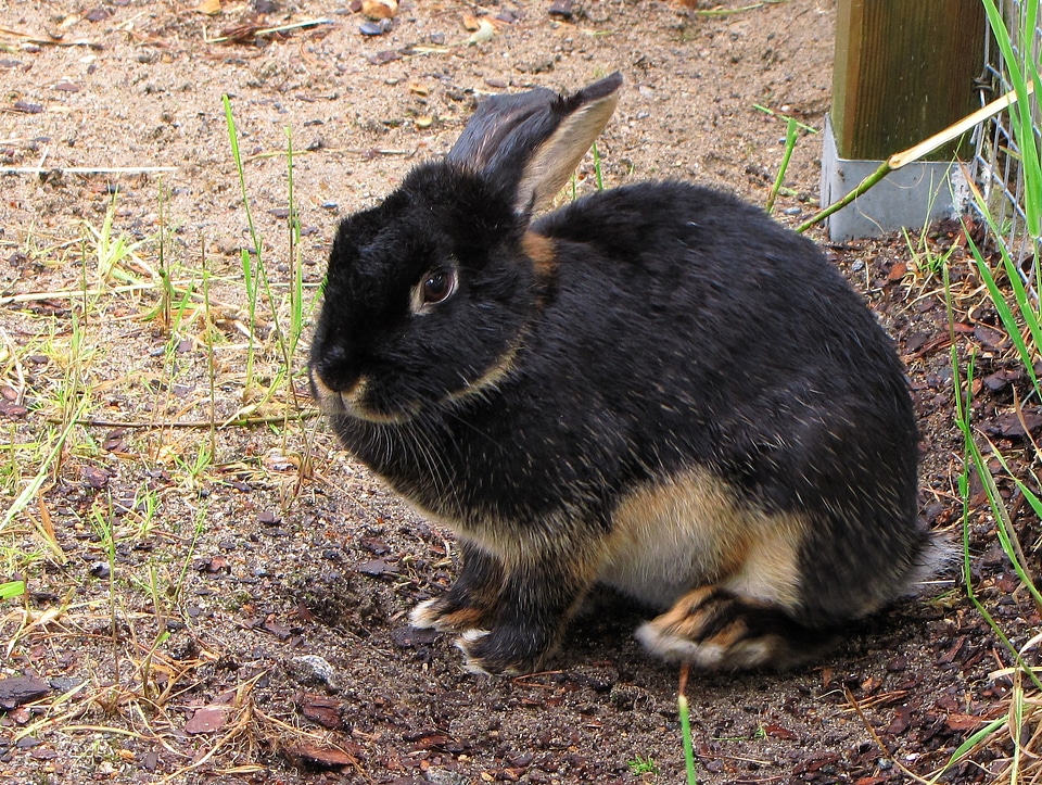Oryctolagus pet animal