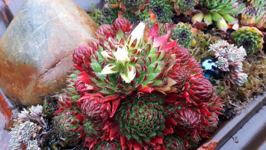 Prickly blossom bloom