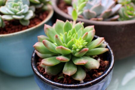 The fleshy spring potted plants