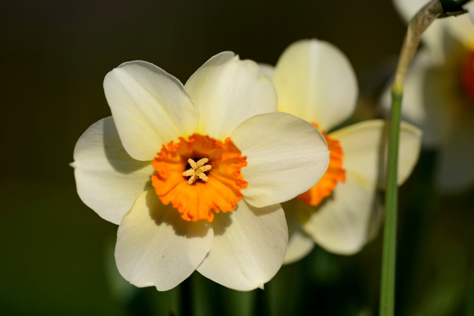 Spring flower flowers