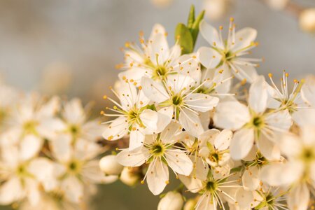 Nature spring slovakia