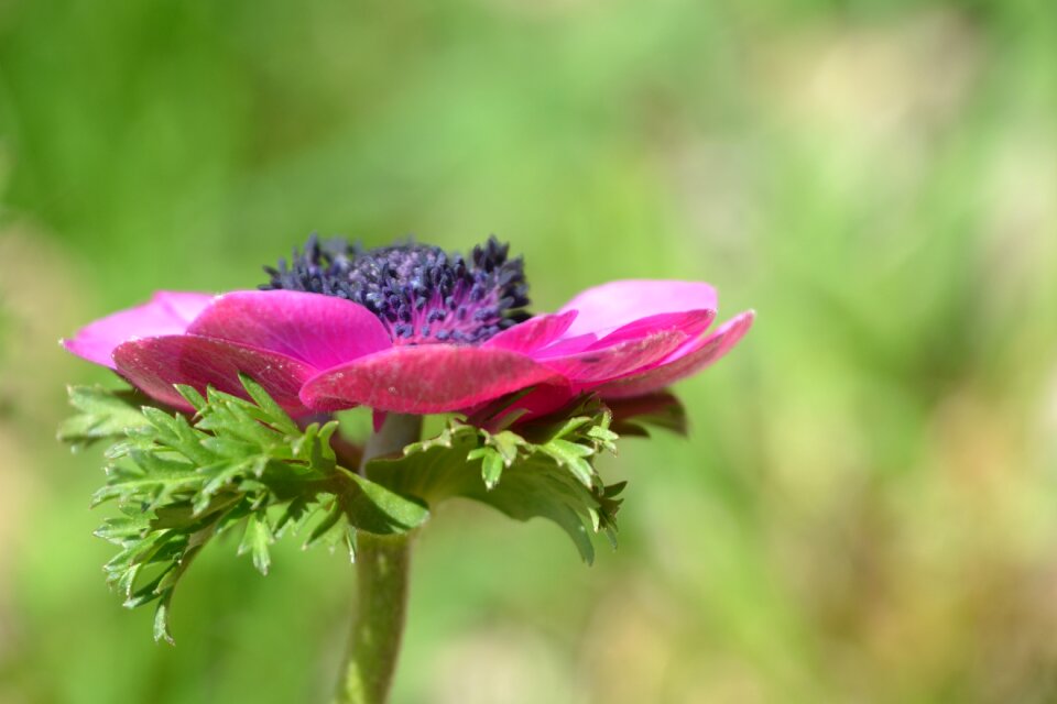 Pink bloom blossom photo