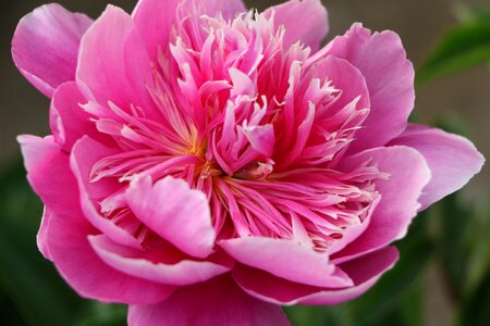 Chinese herbaceous peony flower pink photo