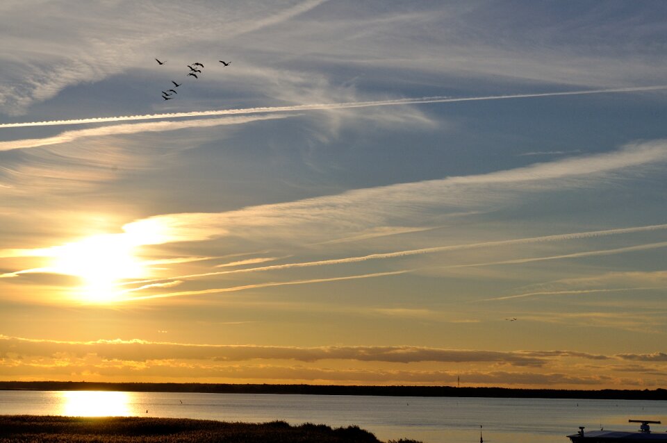 Animal world migratory birds natural spectacle