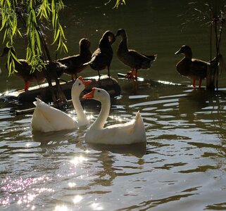 Swan duck willow