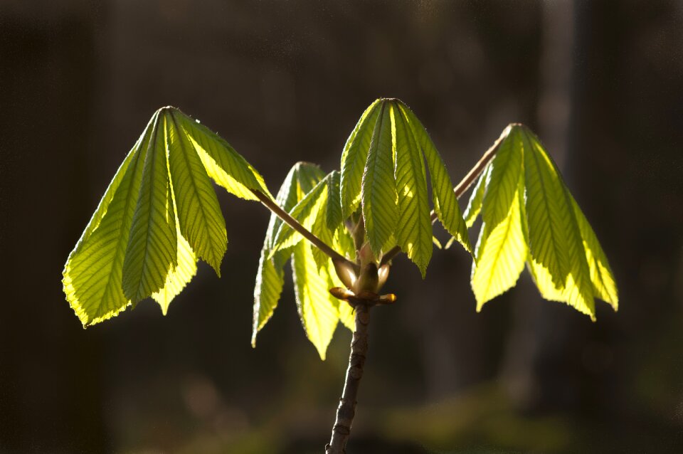 Forest button tree