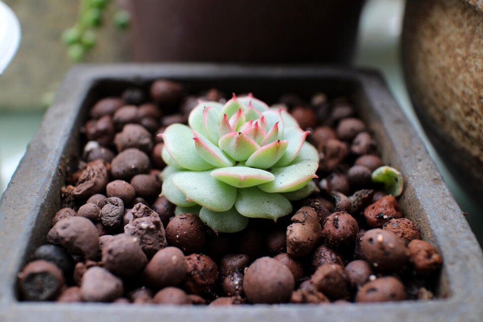 The fleshy spring potted plants