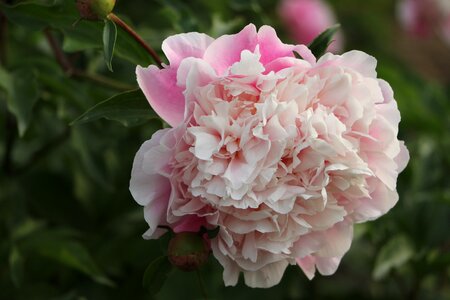 Chinese herbaceous peony flower pink photo