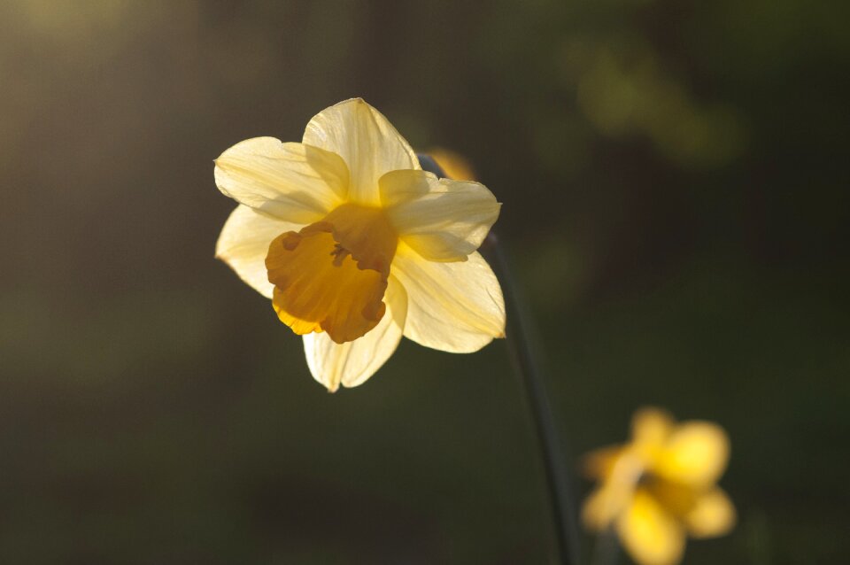 Sun yellow season