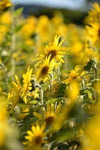 Nature flora yellow photo