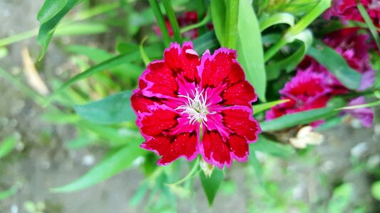 Carnation dianthuses carnations photo