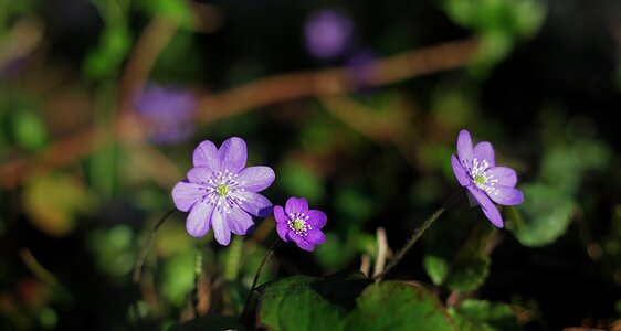 Flower spring blue photo