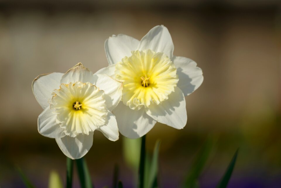 Spring flower flowers