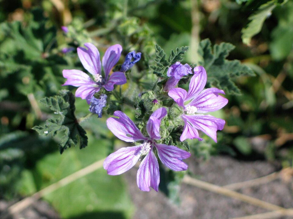 Purple flower purple flowers natural