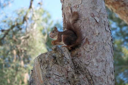 Animal natural fauna