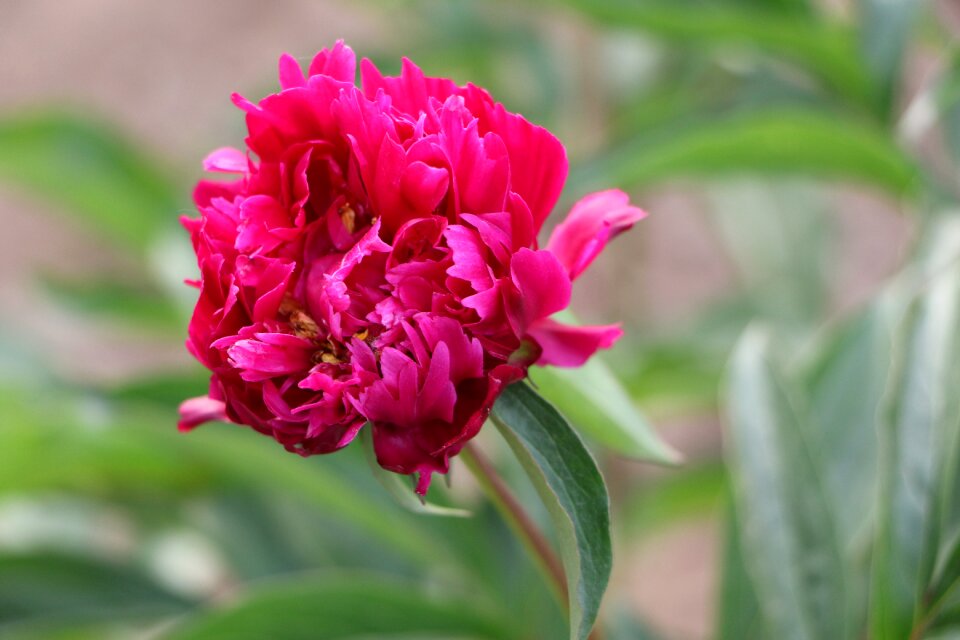 Chinese herbaceous peony flower pink
