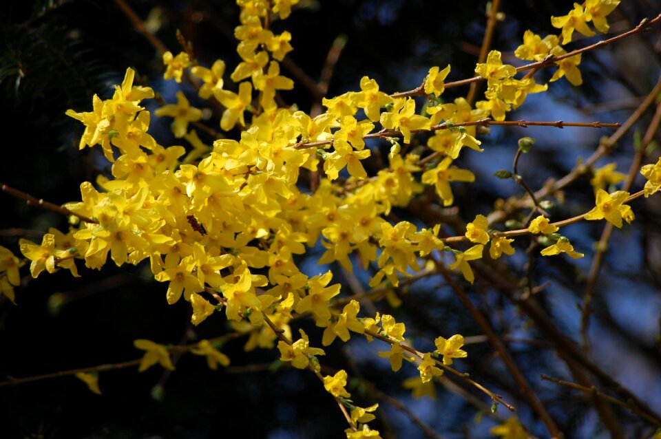 Spring blossom bloom
