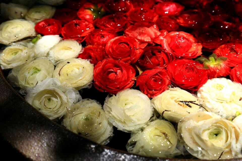 Flowers and plants rose beautiful port