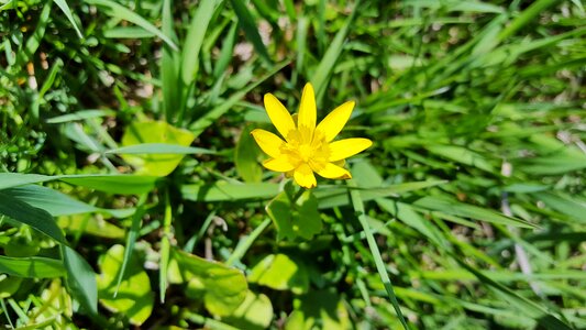 Celandine ficaria buttercup