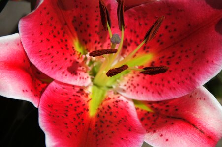 Pistil lily red photo