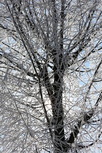 Winter magic hoarfrost tree photo