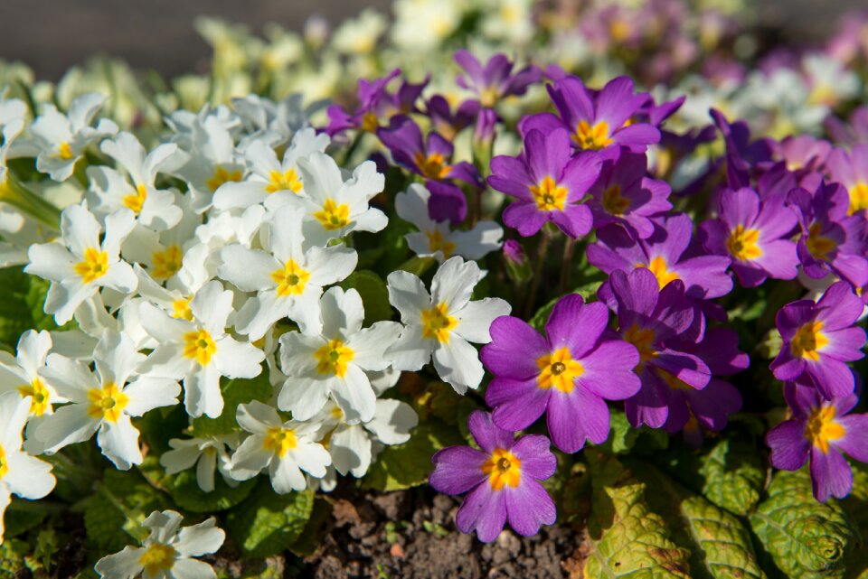 Flowers primrose yellow