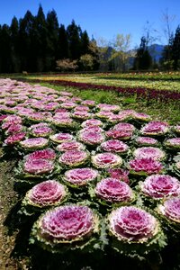 Mei feng flowers and plants beautiful port photo