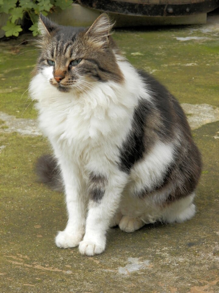 Kitten animal Free photos