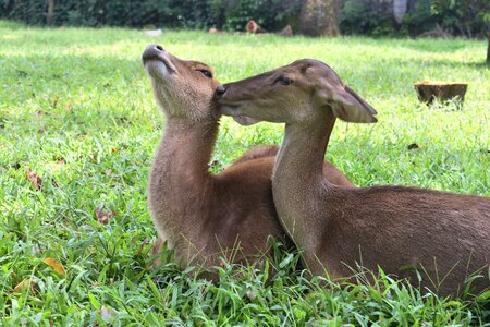 Mammal nature zoo