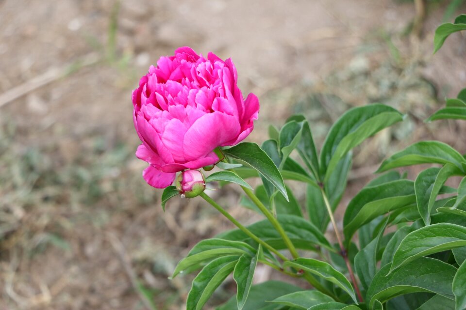 Chinese herbaceous peony flower pink